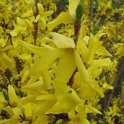 Forsythia suspensa fleur